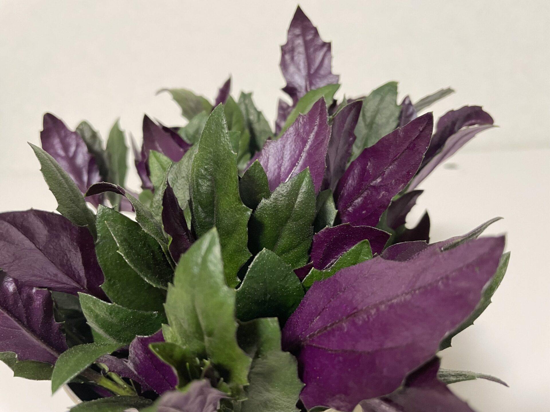 KINTAISOのアバター